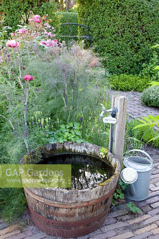 Watering hole with purple fennel, Foeniculum vulgare Atropurpureum 