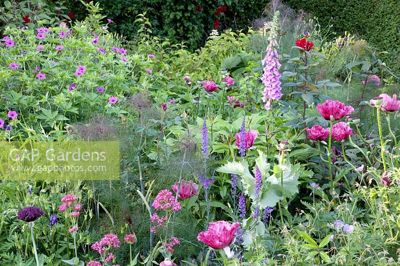 Bed with herbs and perennials 