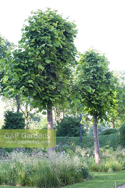 Espalier limes and quaking grass, Tilia cordata, Briza maxima 