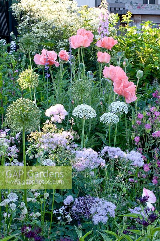 Perennial bed in pastel, Thalictrum, Papaver orientale, Allium nigrum 