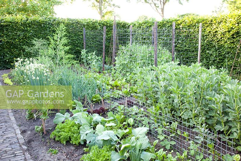 Vegetable garden in summer 