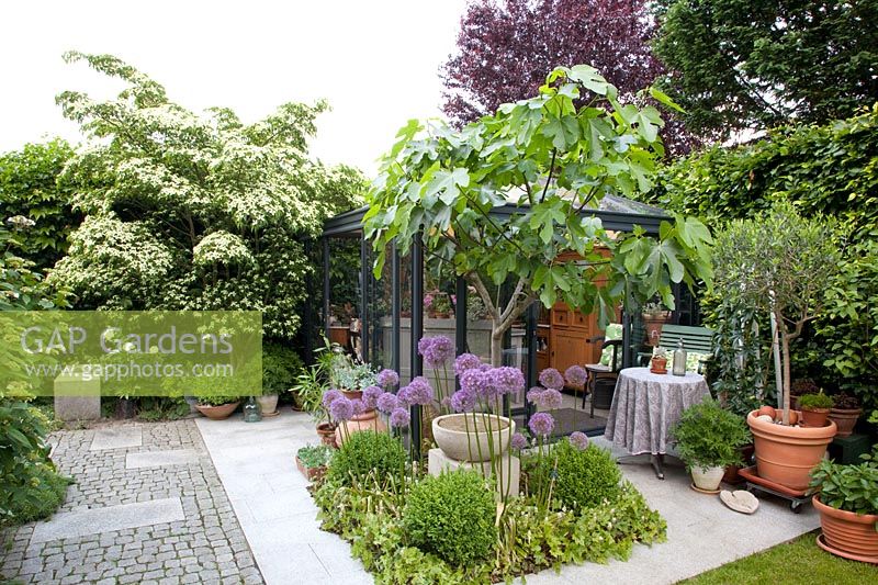 Small Orangery, Cornus kousa, Ficus carica 