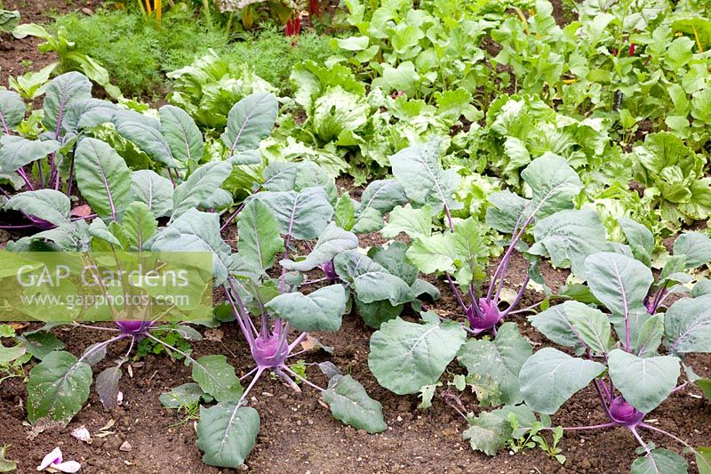 Bed with kohlrabi, Brassica oleracea 