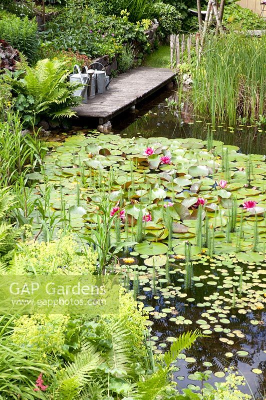 Pond with water lilies and shore plants 