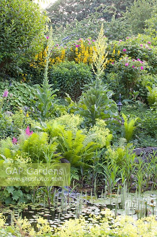 Shore plants at the pond edge 