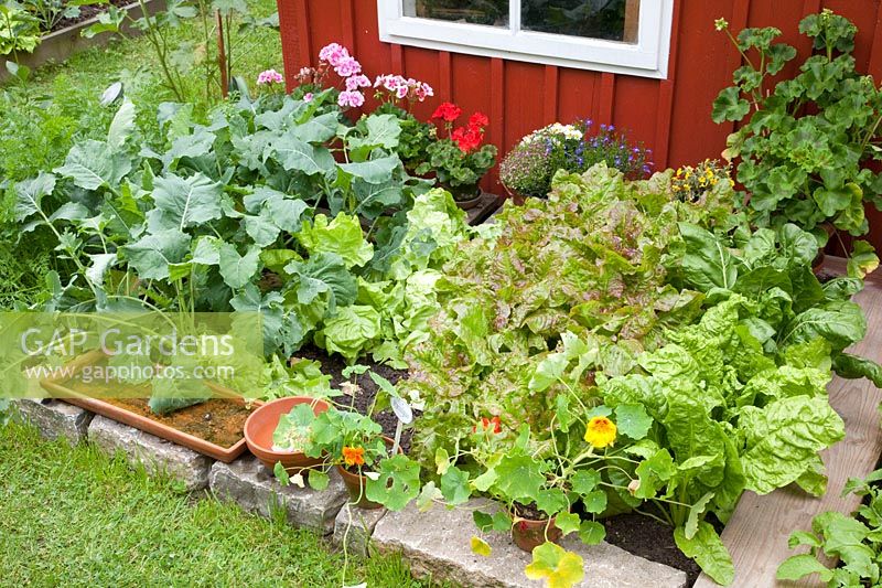 Vegetable patch at the garden house 