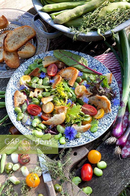 Tuscan bread salad with tomatoes and broad beans, Solanum lycopersicum, Vicia faba 