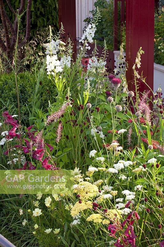 Achillea Hella Glashoff, Cosmos bipinnatus Xanthos, Sanguisorba officinalis Tanna, Epilobium angustifolium Album, Pennisetum orientale Karley Rose, Cirsium rivulare Trevor's Blue Wonder, Penstemon Port Wine, Bunium bulbocastanum 