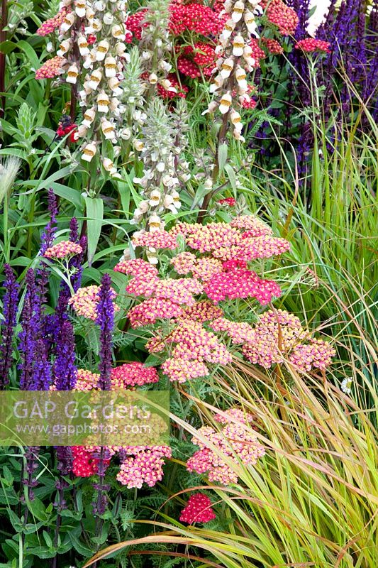 Digitalis lanata, Achillea millefolium Paprika, Salvia nemorosa Caradonna 