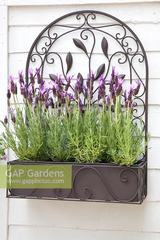 Flower box with lavender, Lavandula stoechas 