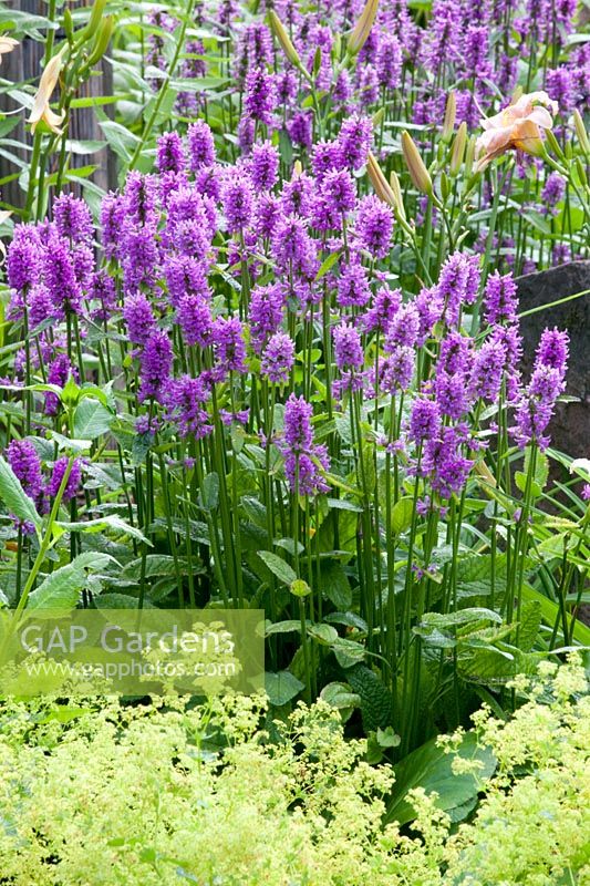 Stachys monnieri 