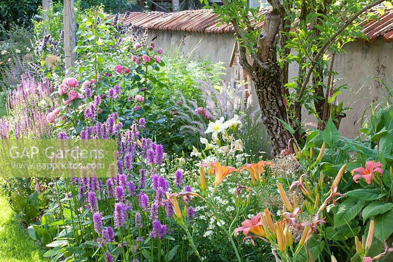 Bed with perennials, Stachys monnieri, Kalimeris incisa Madiva, Herocallis, Pennisetum orientale Karley Rose 