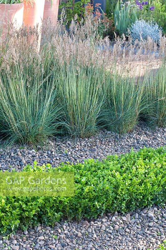 Blue fescue and boxwood hedge, Festuca, Buxus 
