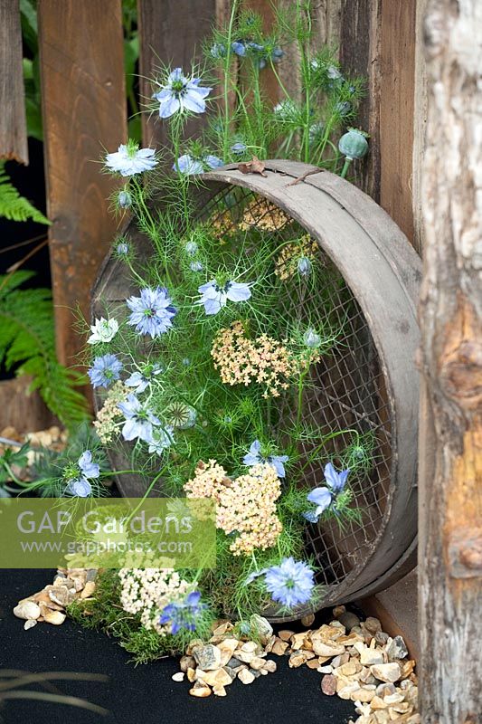 Flower decoration with an old compost sieve 