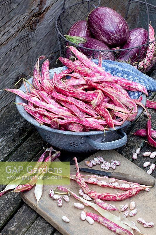 Stillife Runner Beans, Phaseolus vulgaris Borlotti Lingua di Fuoco 