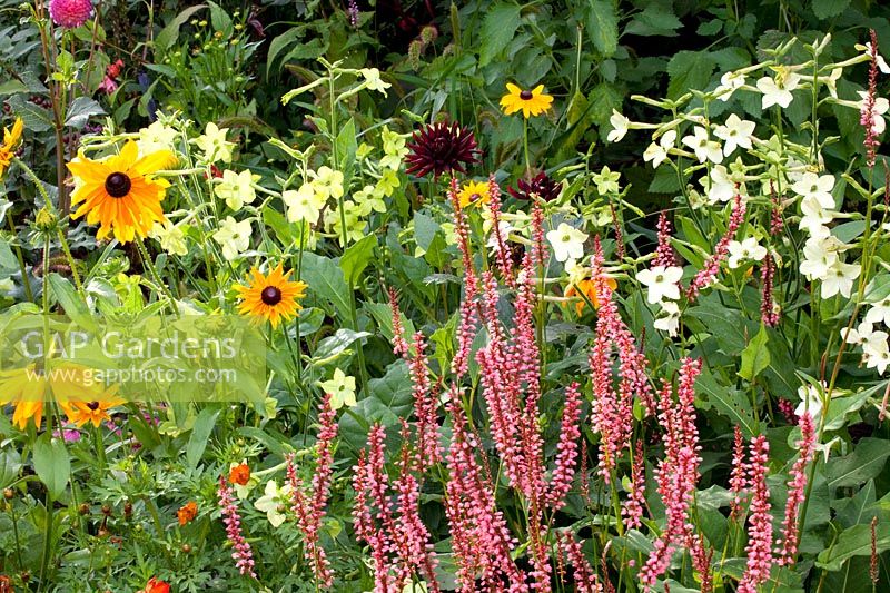 Rudbeckia hirta Marmalade, Nicotiana alata Lime Green, Nicotiana alata Fragrant Cloud, Persicaria amplexicaulis Orange Field 