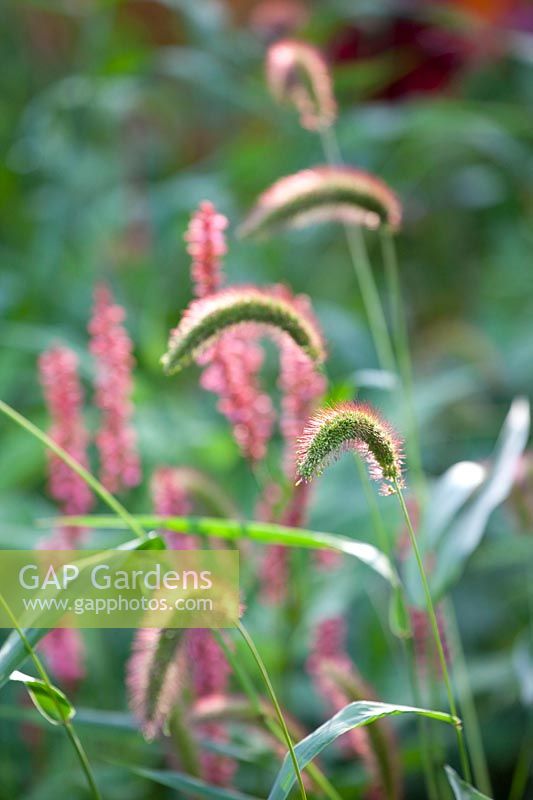 Annual foxtail millet, Setaria viridis Caramel 