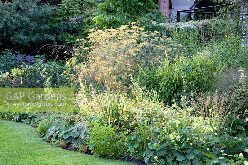 Bed with fennel, annuals and perennials, Foeniculum vulgare, Nicotiana alata Lime Green 