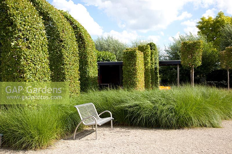 Modern garden with topiary trees and grasses, Tilia cordata, Carpinus betulus 