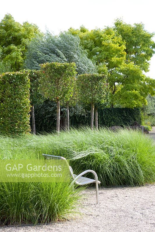 Modern garden with topiary trees and grasses, Carpinus betulus, Tilia cordata 