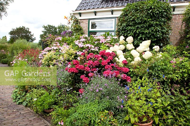 Front garden with hydrangeas and perennials 