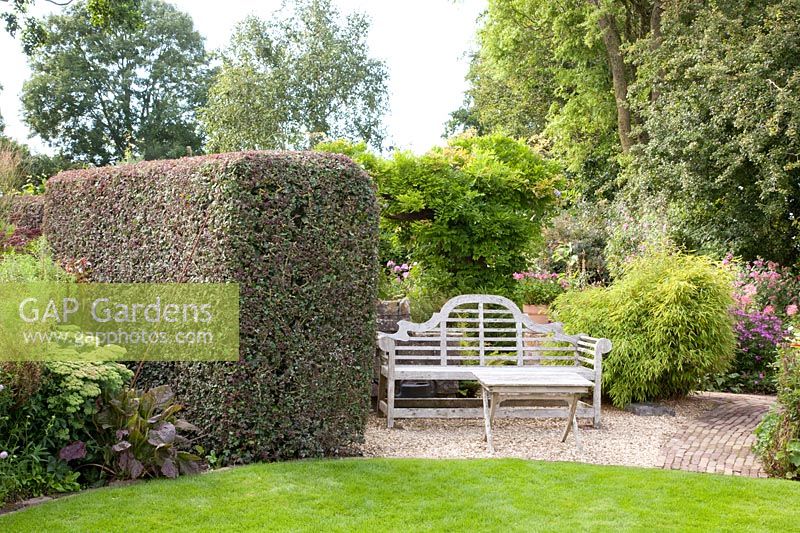 Seating area behind field maple hedge, Acer campestre 