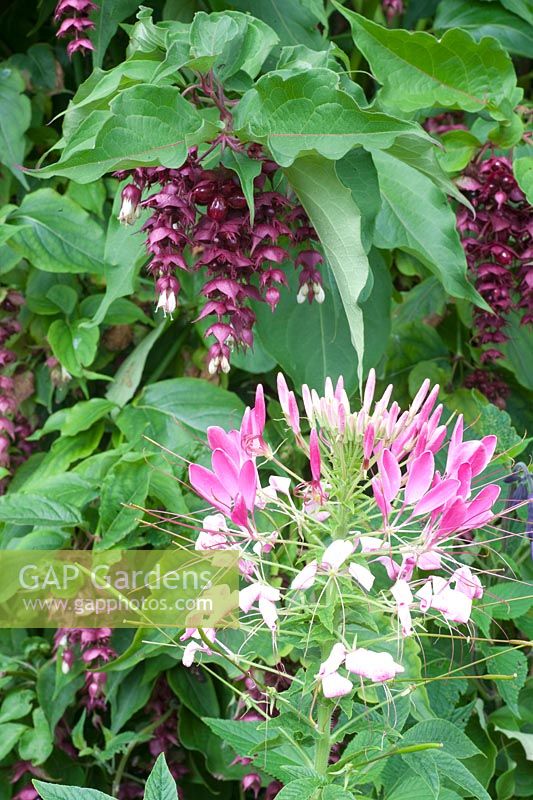 Leycesteria formosa, Cleome 