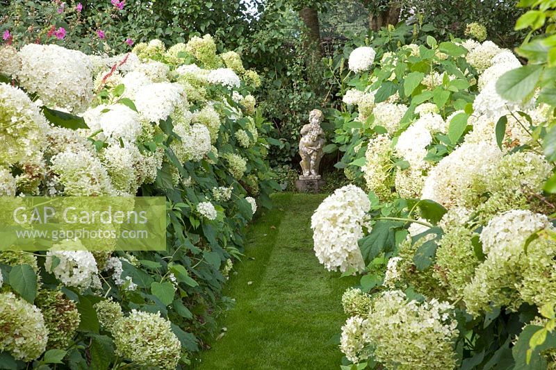 White Garden, Hydrangea arborescens Annabelle 