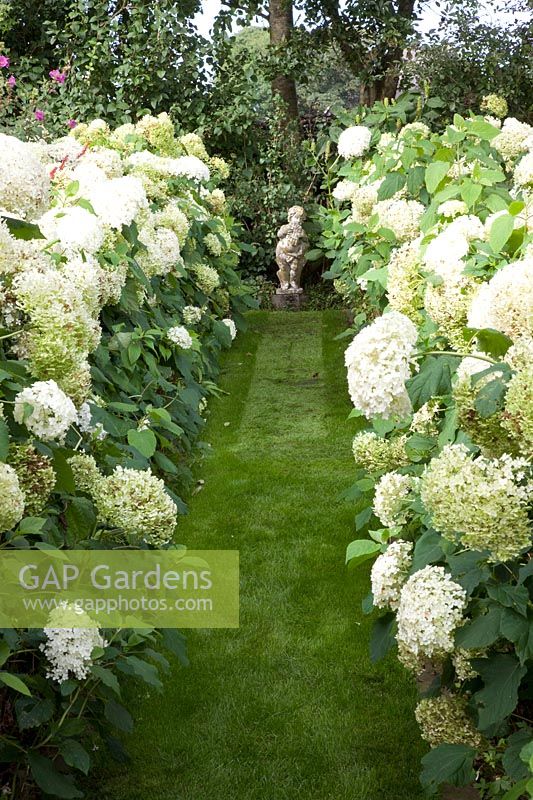 White Garden, Hydrangea arborescens Annabelle 