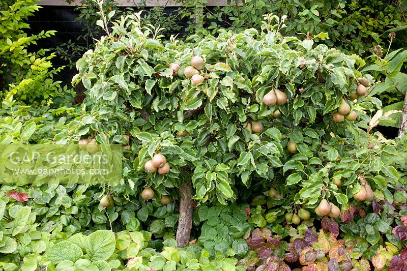 Low pear espalier, Pyrus communis 