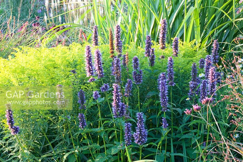 Solidago Loysder Crown, Agastache rugosa Black Adder 