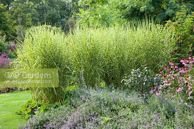 Chinese silver grass, Miscanthus sinensis Strictus 
