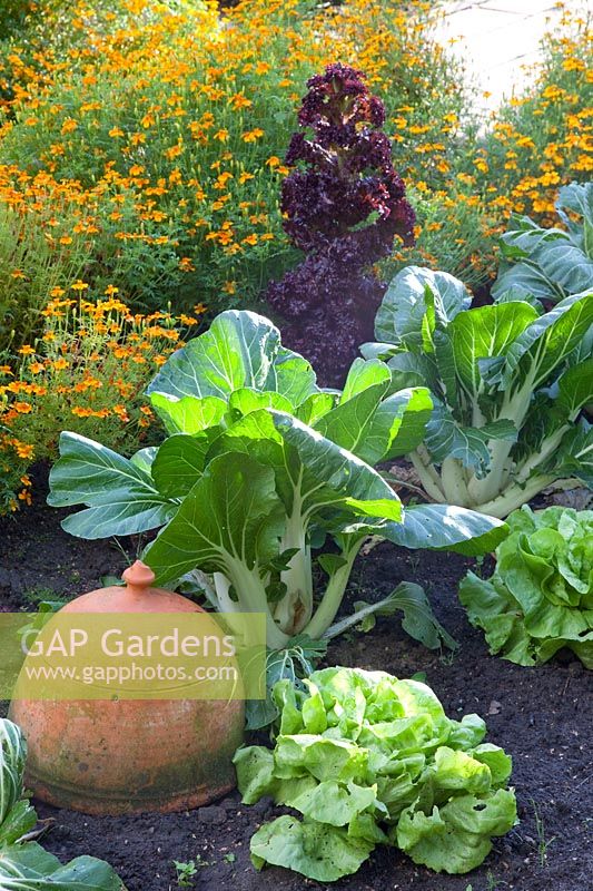 Pak Choi, lettuce and marigold 