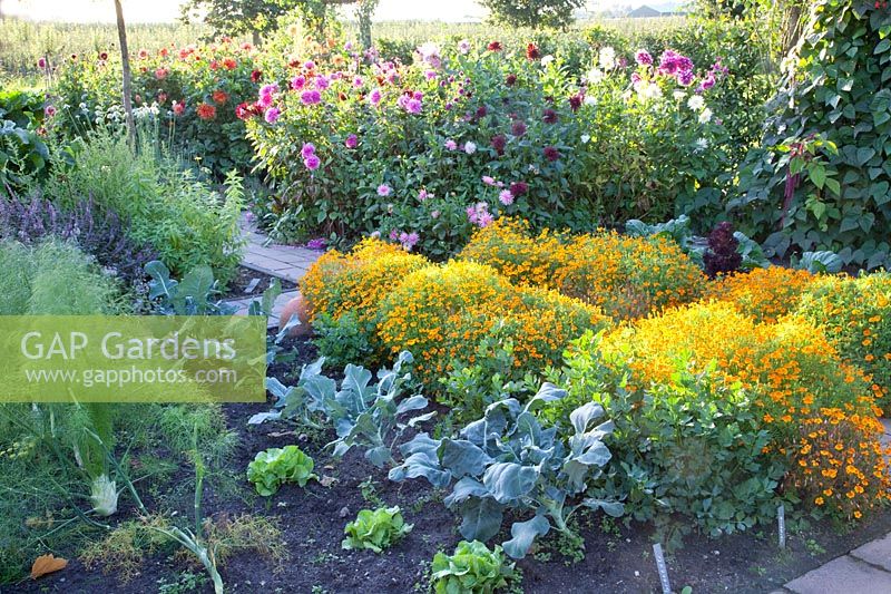 Broccoli, lettuce, fennel and marigolds 