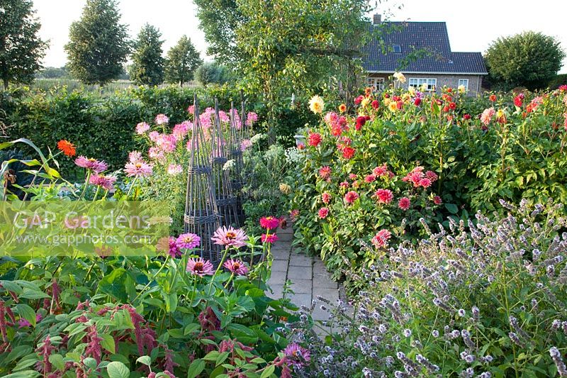 Zinnia elegans Chrysanthemum Mix, Cleome hassleriana Rose Queen, Ammi majus, Amaranthus caudatus Coral Fountain, Dahlia, Mentha piperata Swiss 