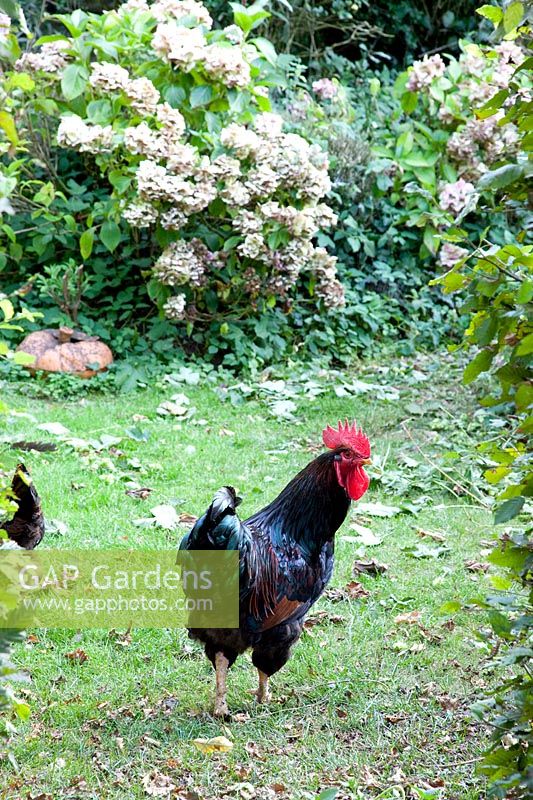 Rooster in the garden 