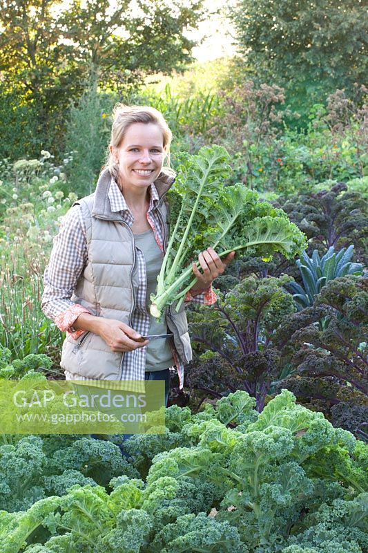 Woman harvesting kale, Brassica oleracea 