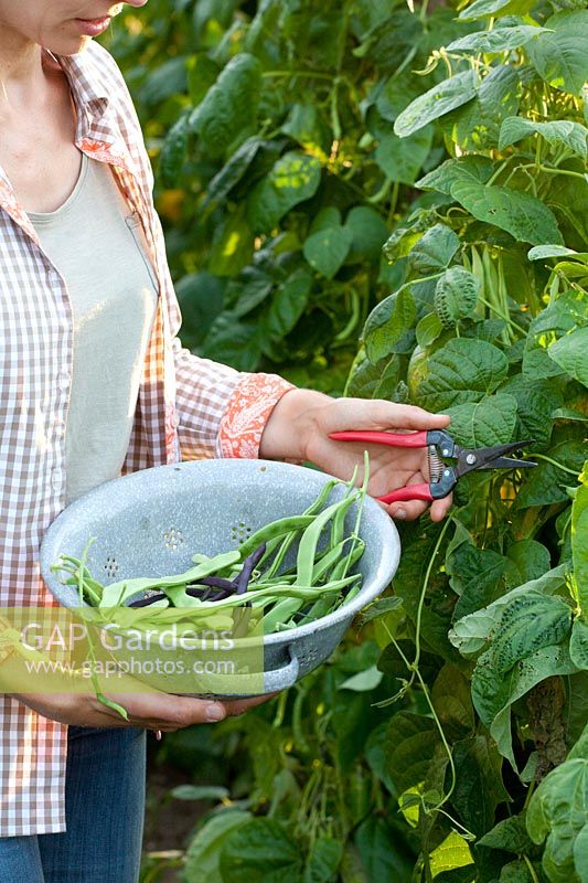 Harvesting runner beans, Phaseolus vulgaris 