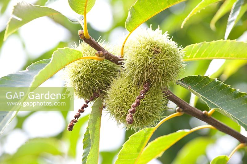 Portrait of sweet chestnuts, Castanea sativa Doree de Lyon 