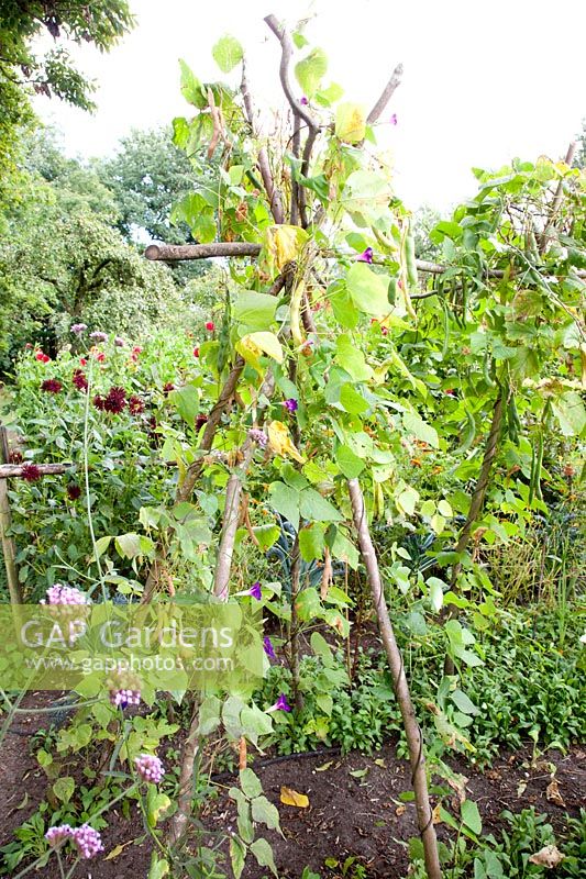 Runner beans in autumn, Phaseolus vulgaris 