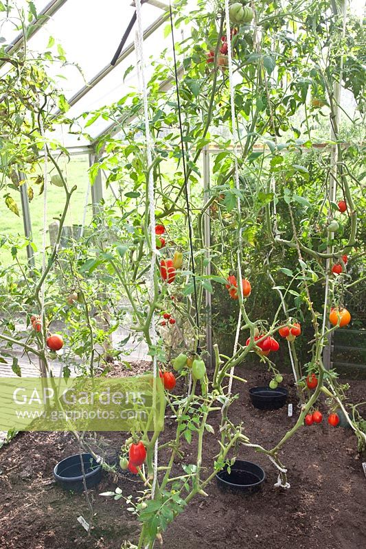 Almost harvested tomatoes in September, Solanum lycopersicum 