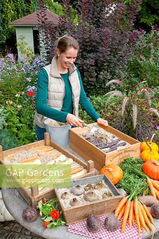 Store root vegetables in boxes with sand in autumn, Pastinaca sativa, Daucus carota, Beta vulgaris 