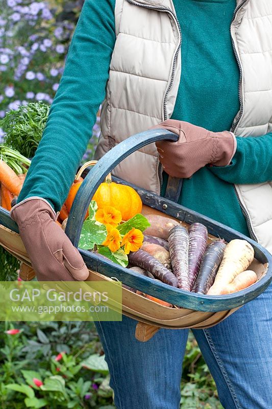 Harvest basket with root vegetables, Daucus carota Purple Haze, Pastinaca sativa, Beta vulgaris 