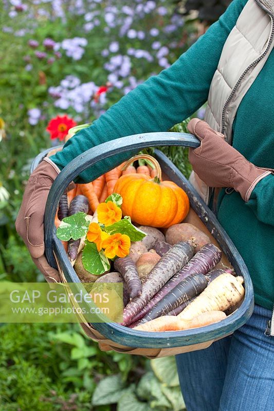 Harvest basket with root vegetables, Daucus carota Purple Haze, Pastinaca sativa, Beta vulgaris 