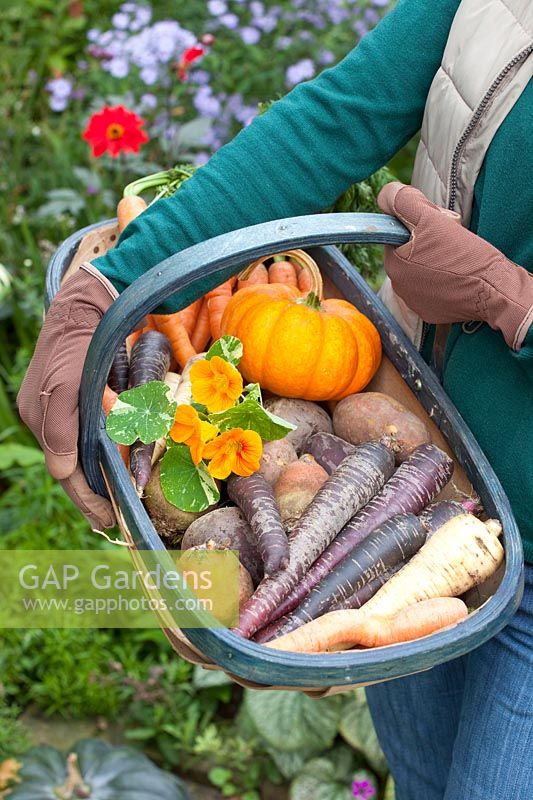 Harvest basket with root vegetables, Daucus carota Purple Haze, Pastinaca sativa, Beta vulgaris 