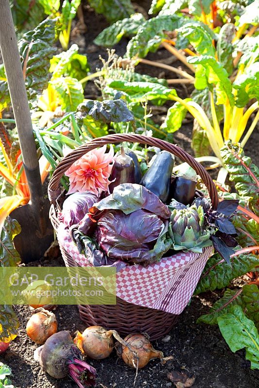 Harvest basket with radicchio, eggplant, artichokes 