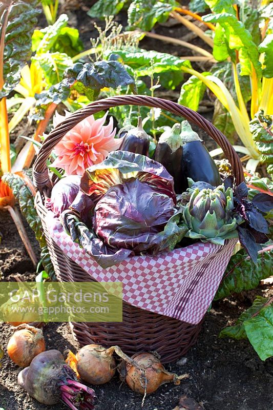 Harvest basket with radicchio, eggplant, artichokes 