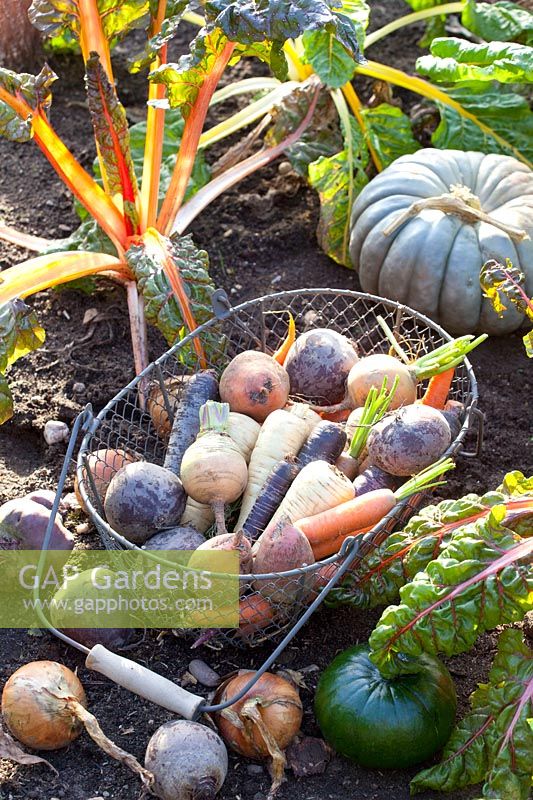 Harvest basket with root vegetables, parsnips, carrots, beetroot and turnip 