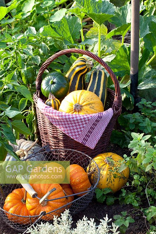 Still life harvest of pumpkin and zucchini, Cucurbita pepo Cocozelle di Tripolis, Cucurbita pepo Tondo di Nizza 