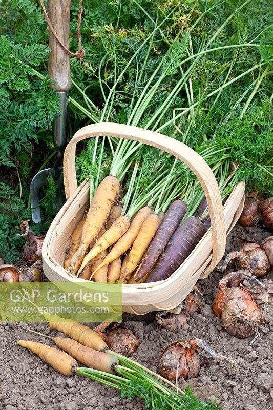 Yellow and purple carrots, Daucus carota Lobbericher Gelbe, Daucus carota Purple Haze 